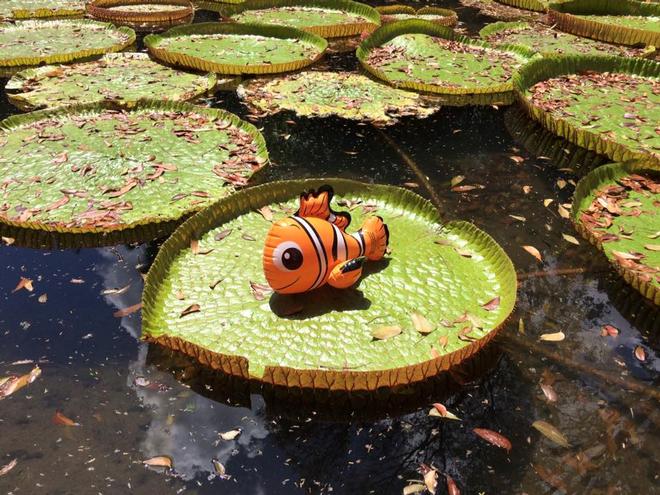 Mauritius botanical garden - World ARC 2017-18 &copy; World Cruising Club